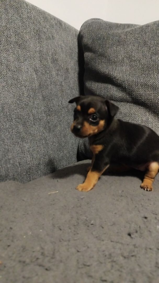 Süße Prager Rattler Welpen suchen liebevolles Zuhause Süße Prager Rattler Welpen suchen liebevolles Zuhause