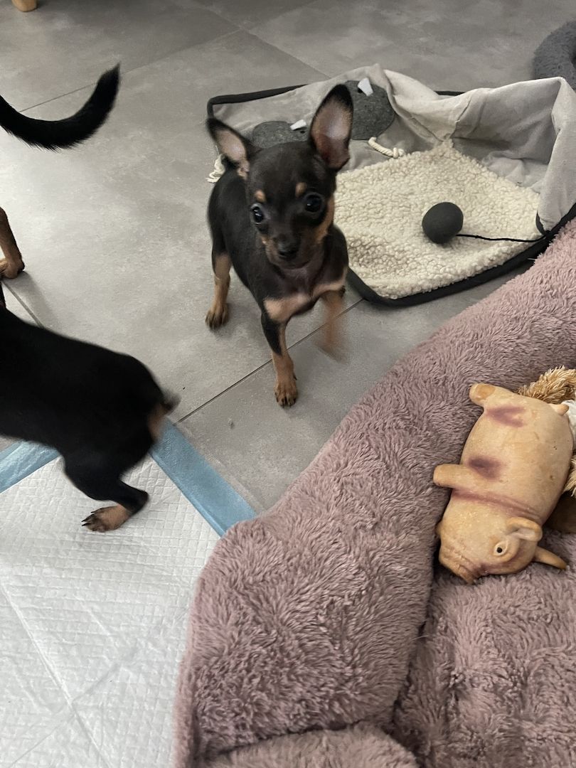 Süße Prager Rattler Welpen suchen liebevolles Zuhause Süße Prager Rattler Welpen suchen liebevolles Zuhause