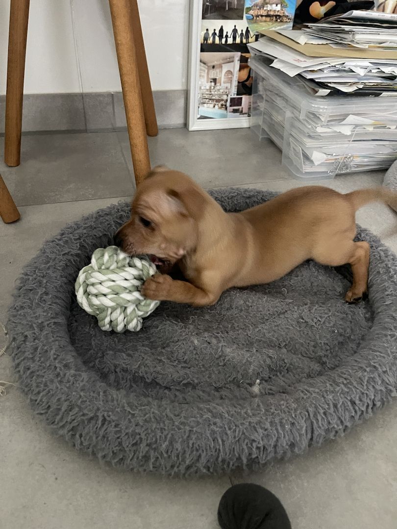 Süße Prager Rattler Welpen suchen liebevolles Zuhause Süße Prager Rattler Welpen suchen liebevolles Zuhause