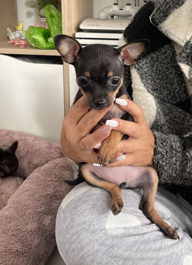 Süße Prager Rattler Welpen suchen liebevolles Zuhause Süße Prager Rattler Welpen suchen liebevolles Zuhause