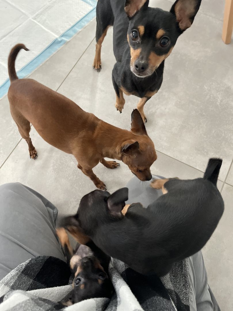 Süße Prager Rattler Welpen suchen liebevolles Zuhause Süße Prager Rattler Welpen suchen liebevolles Zuhause