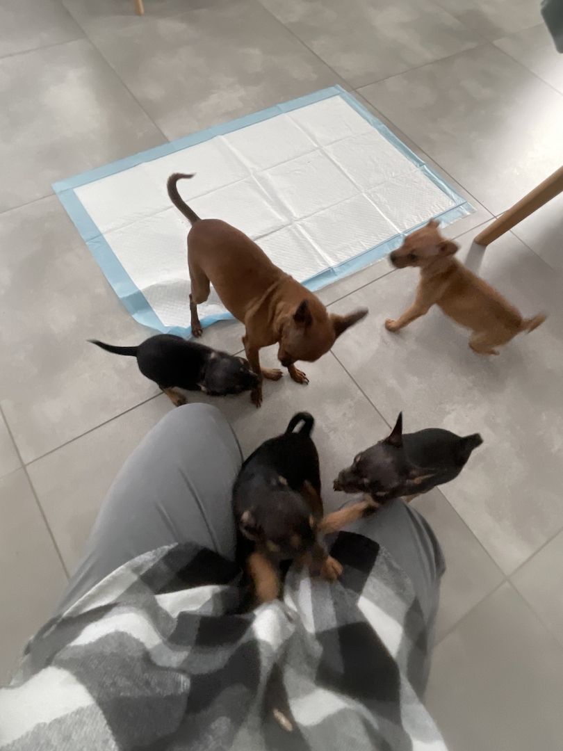 Süße Prager Rattler Welpen suchen liebevolles Zuhause Süße Prager Rattler Welpen suchen liebevolles Zuhause