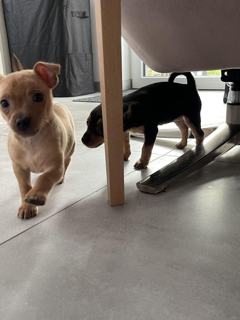 Süße Prager Rattler Welpen suchen liebevolles Zuhause Süße Prager Rattler Welpen suchen liebevolles Zuhause