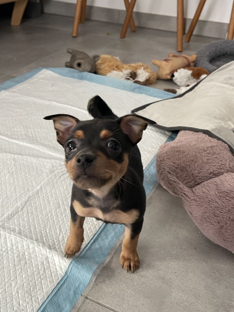 Süße Prager Rattler Welpen suchen liebevolles Zuhause Süße Prager Rattler Welpen suchen liebevolles Zuhause