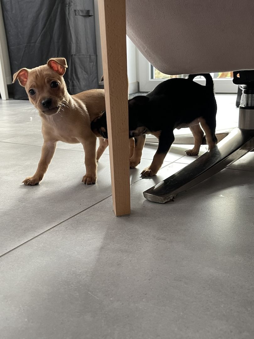 Süße Prager Rattler Welpen suchen liebevolles Zuhause Süße Prager Rattler Welpen suchen liebevolles Zuhause