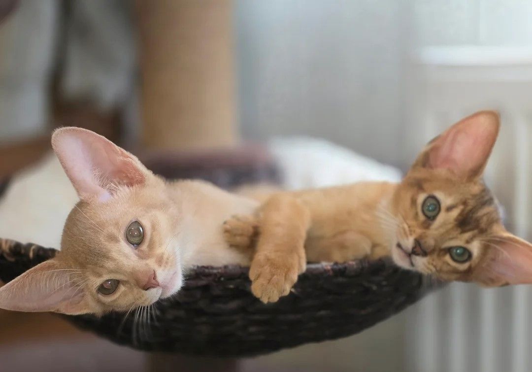 Abessinier-Kätzchen zu verkaufen Abessinier-Kätzchen zu verkaufen