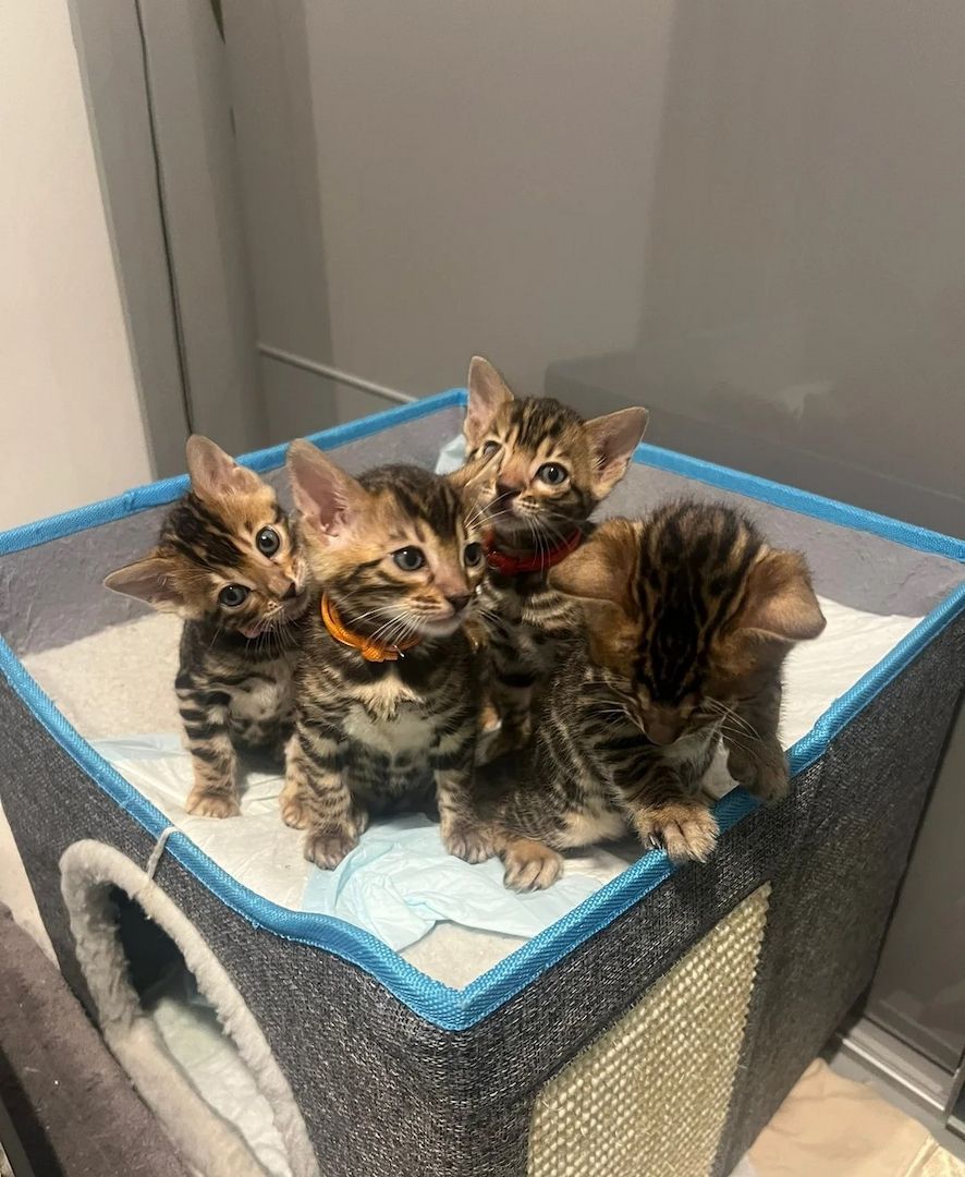 Wunderschöne Bengalkätzchen mit Rosetten Wunderschöne Bengalkätzchen mit Rosetten