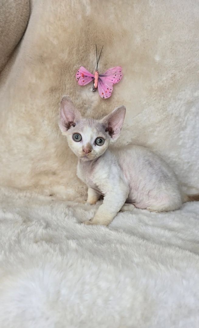 Zwei wunderschöne Deven Rex 2 Kätzchen