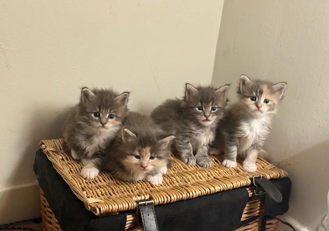 wunderschöne Maine-Coon-Kätzchen wunderschöne Maine-Coon-Kätzchen