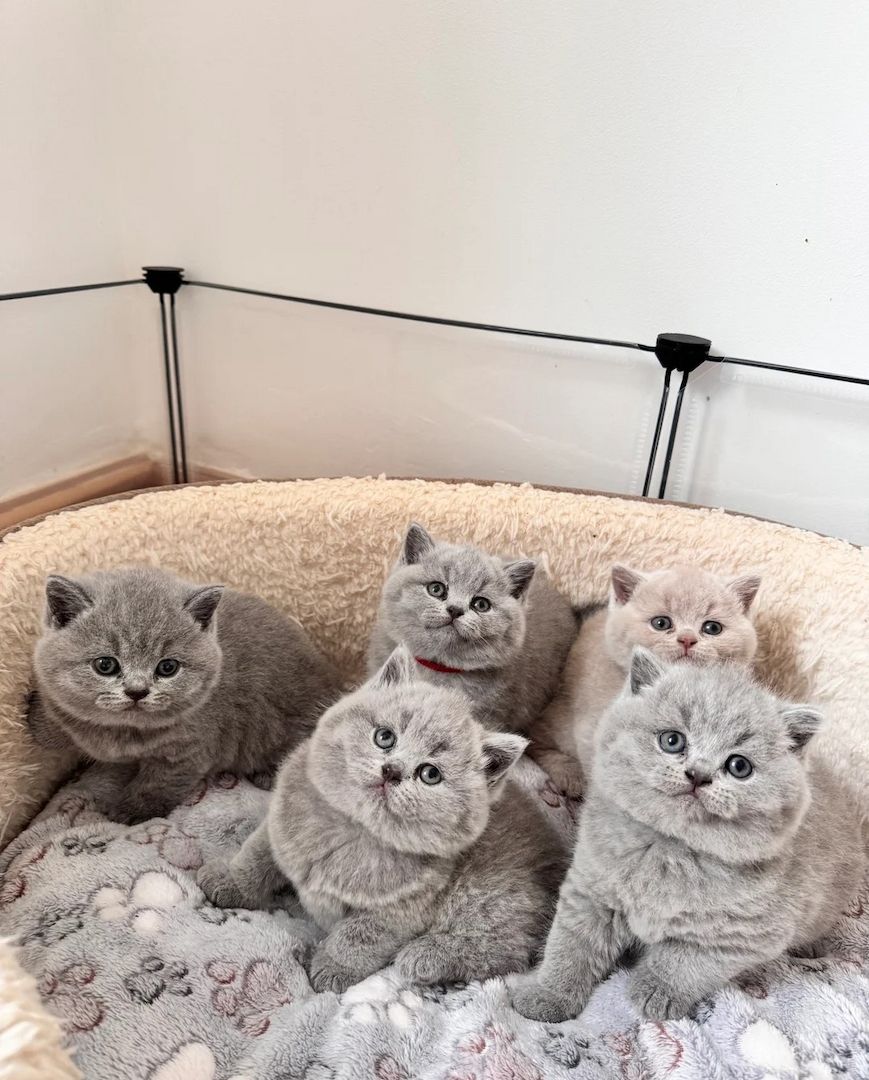 Wunderschöner Wurf Britisch Kurzhaar-Kätzchen sucht ein liebevolles Zuhause für immer.