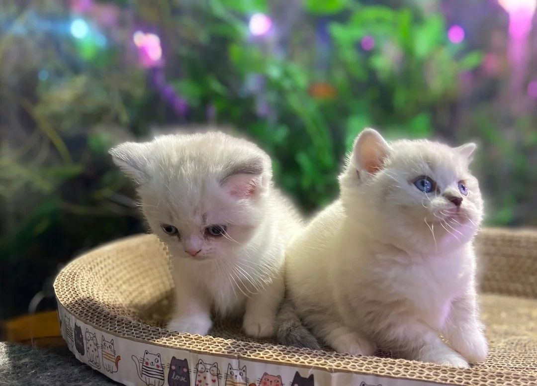 Wir haben zwei weibliche Munchkin-Kätzchen