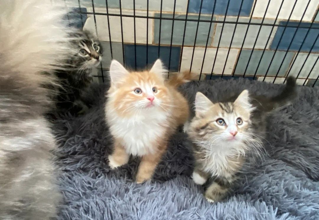 3 reinrassige Norwegische Waldkatzen-Kätzchen