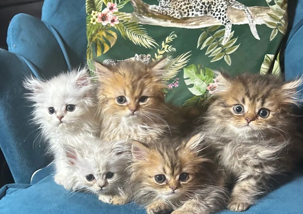 Chinchilla-Perserkätzchen Chinchilla-Perserkätzchen