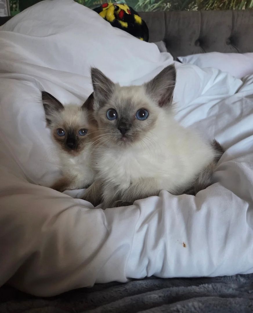 Wunderschöne Ragdoll-Kätzchen Wunderschöne Ragdoll-Kätzchen