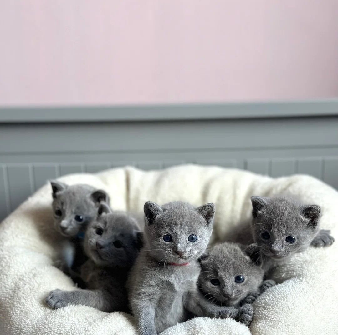 Russisch Blau-Kätzchen