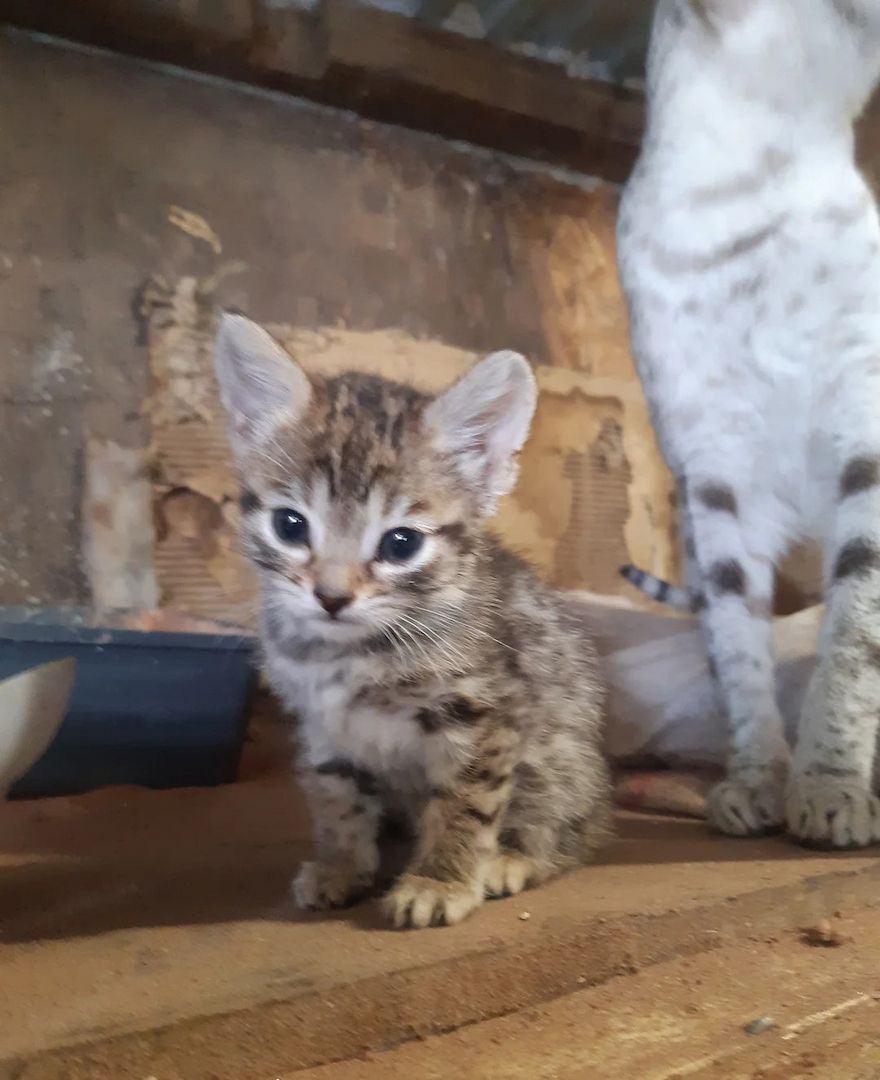 Savanna F5 Kätzchen, weiblich