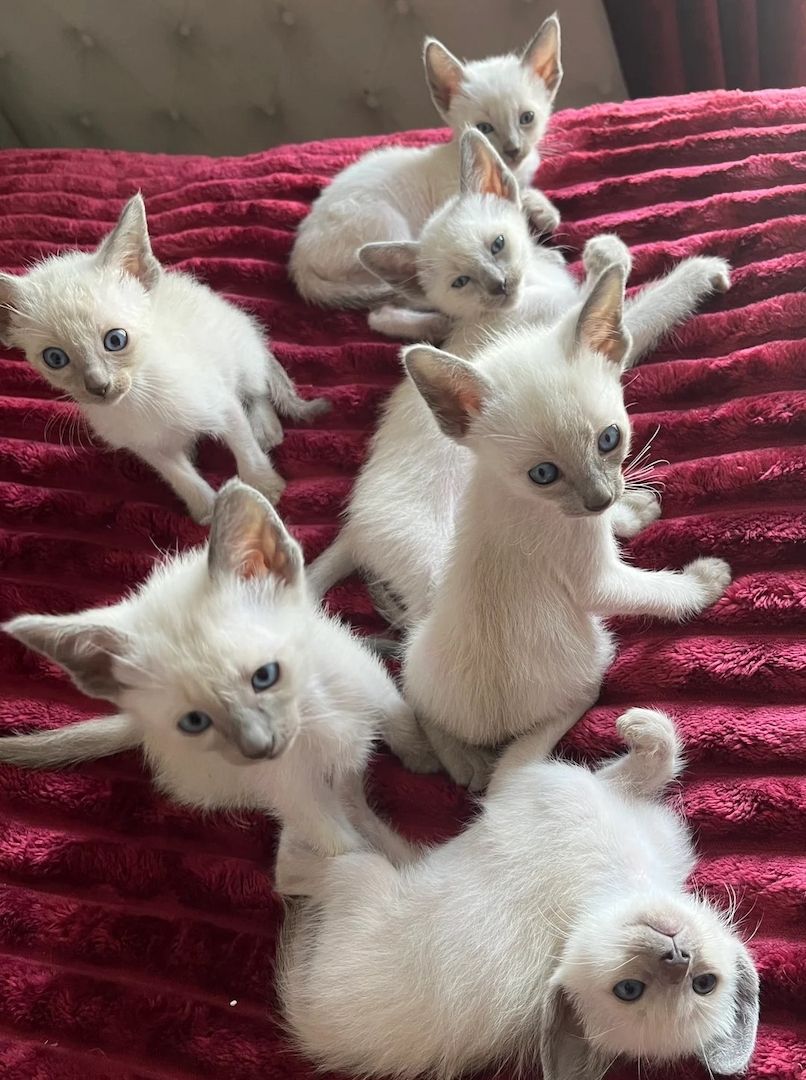 Blue Point Siamkätzchen