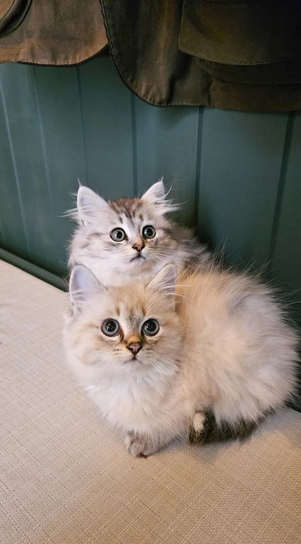 5 wunderschöne Sibirische Waldkatzen 5 wunderschöne Sibirische Waldkatzen