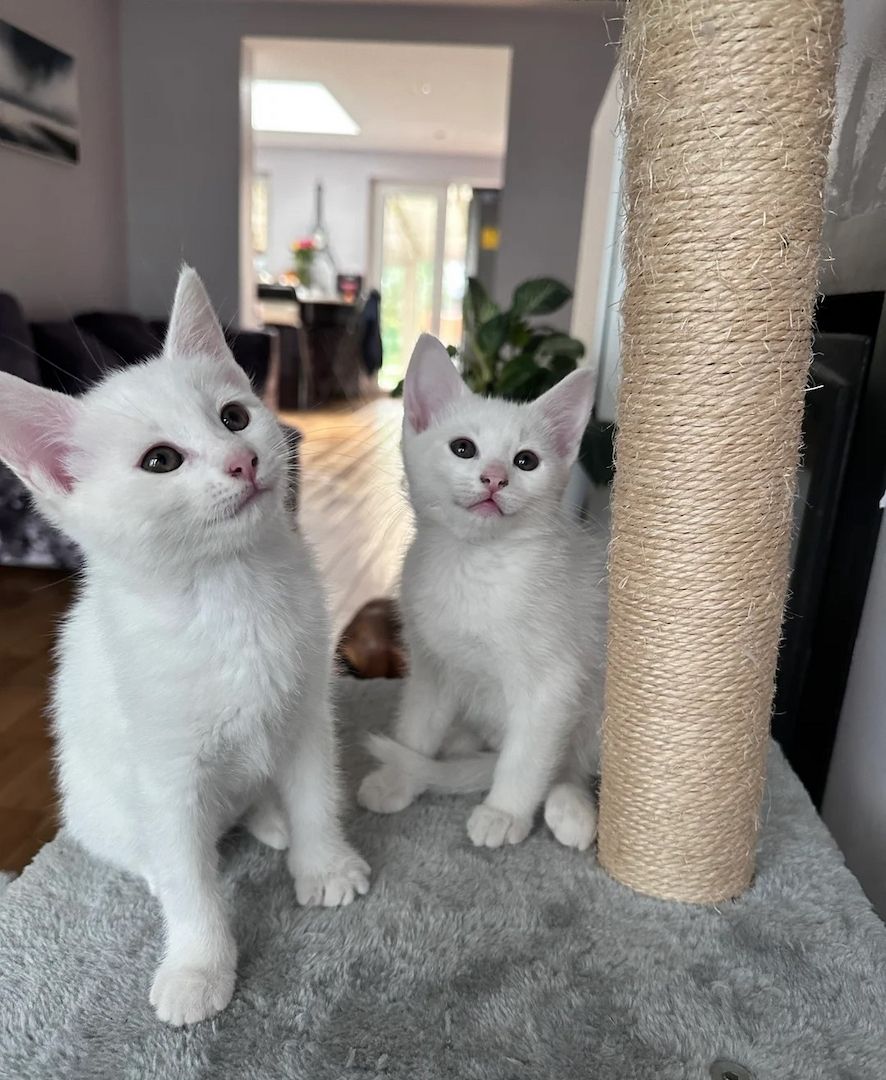 Türkisch Angora Kätzchen