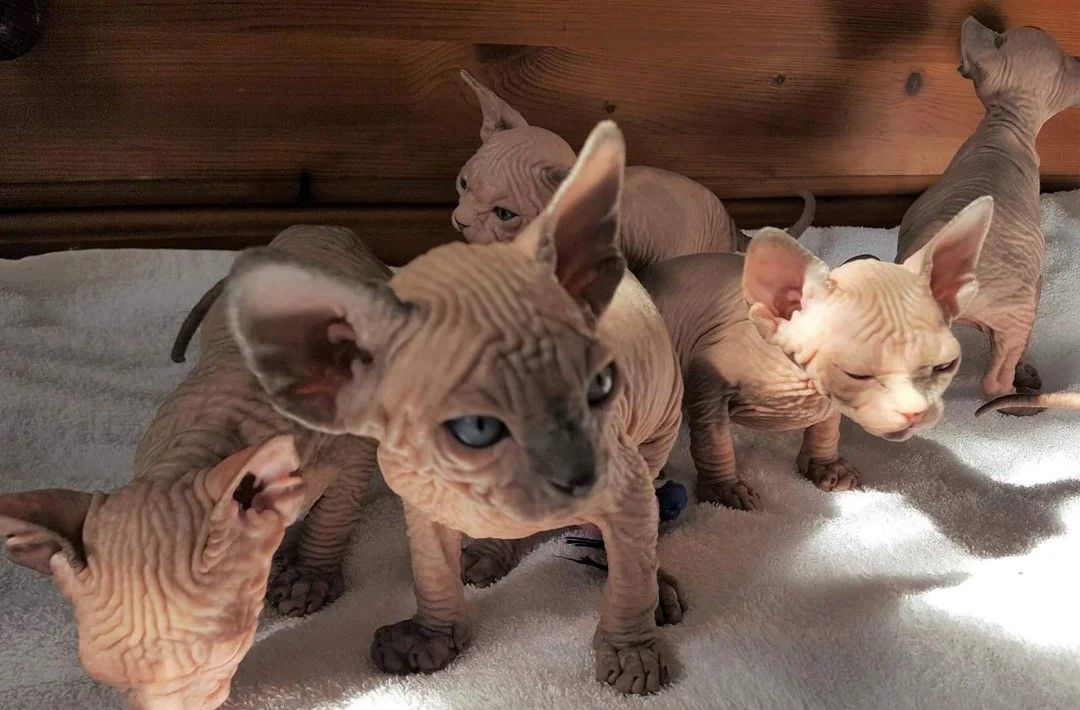 6 wunderschöne kanadische Sphynx-Kätzchen 6 wunderschöne kanadische Sphynx-Kätzchen