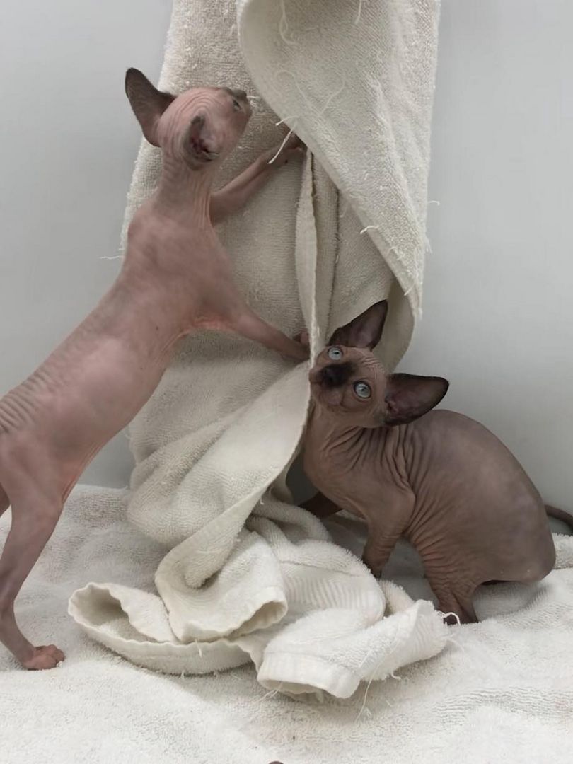 Sphynx-Kätzchen Sphynx-Kätzchen