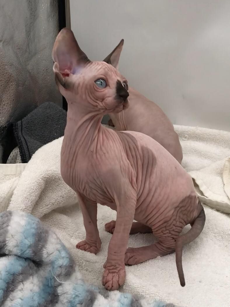 Sphynx-Kätzchen Sphynx-Kätzchen