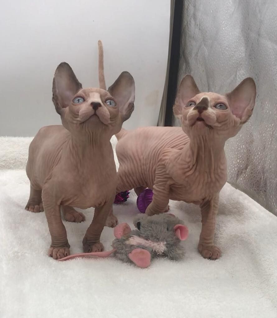 Sphynx-Kätzchen Sphynx-Kätzchen