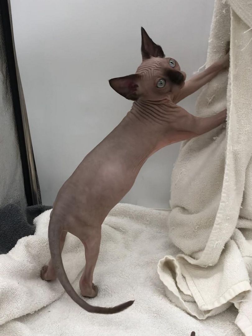 Sphynx Kätzchen weiblich