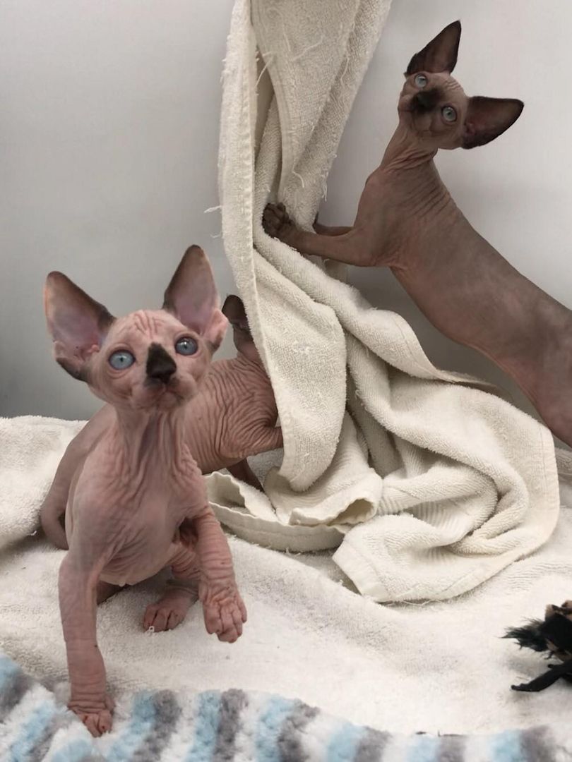 Sphynx Kätzchen weiblich