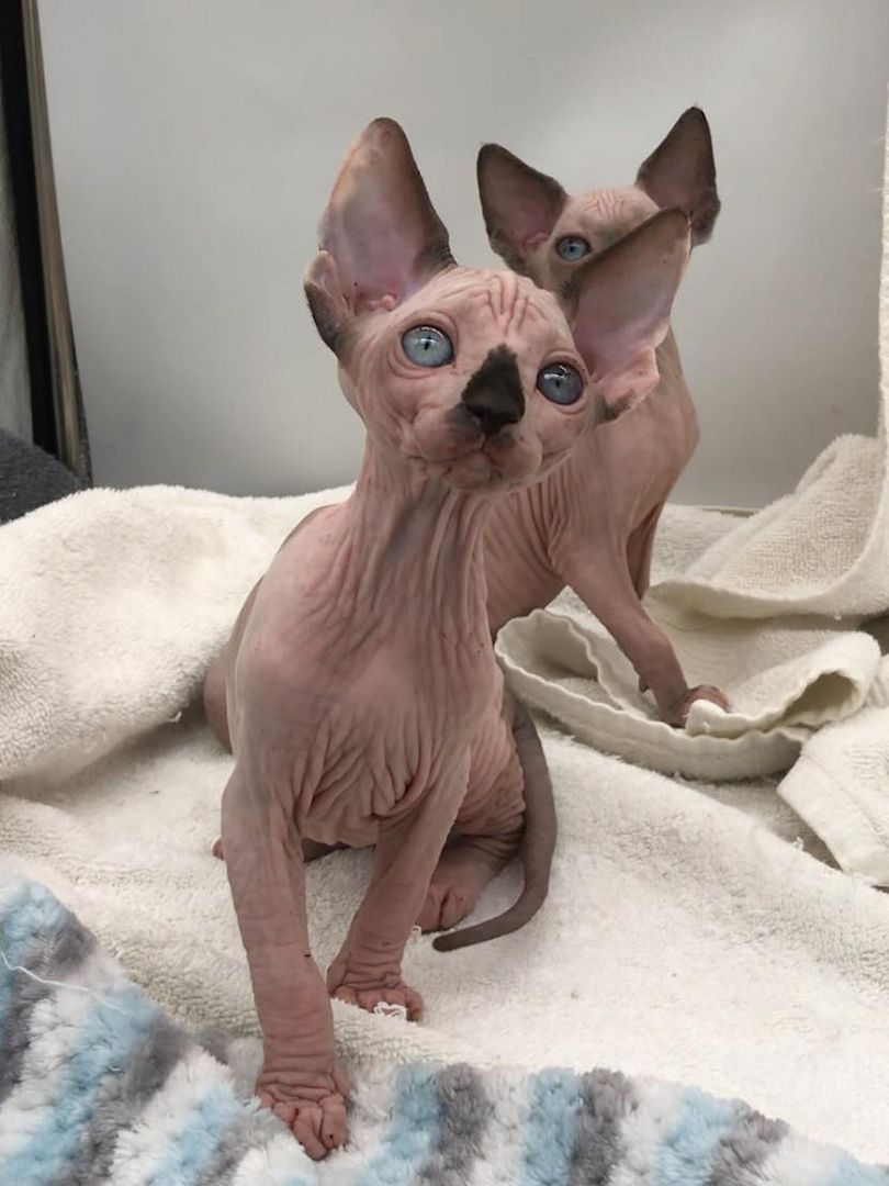 Sphynx Kätzchen weiblich