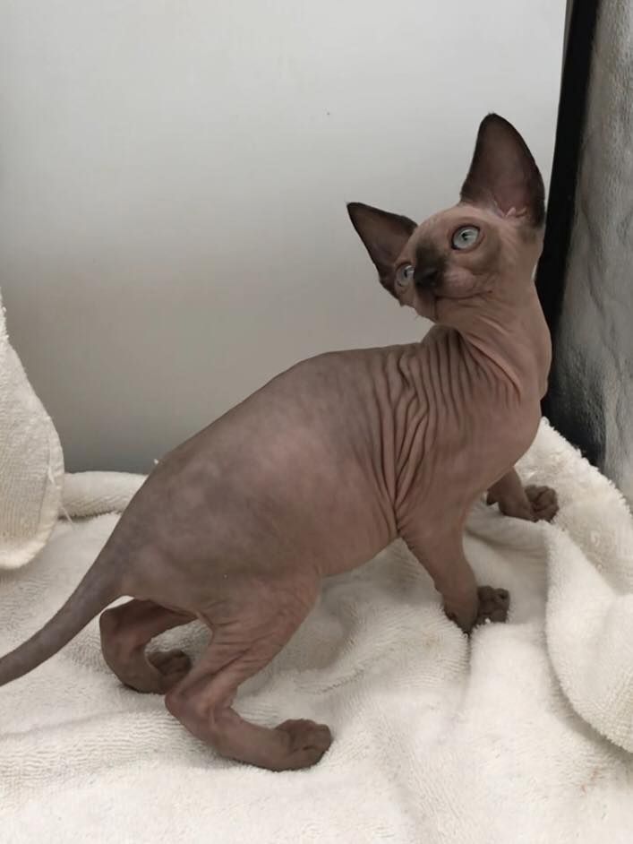 2 süße Sphynx Kätzchen zu verschenken