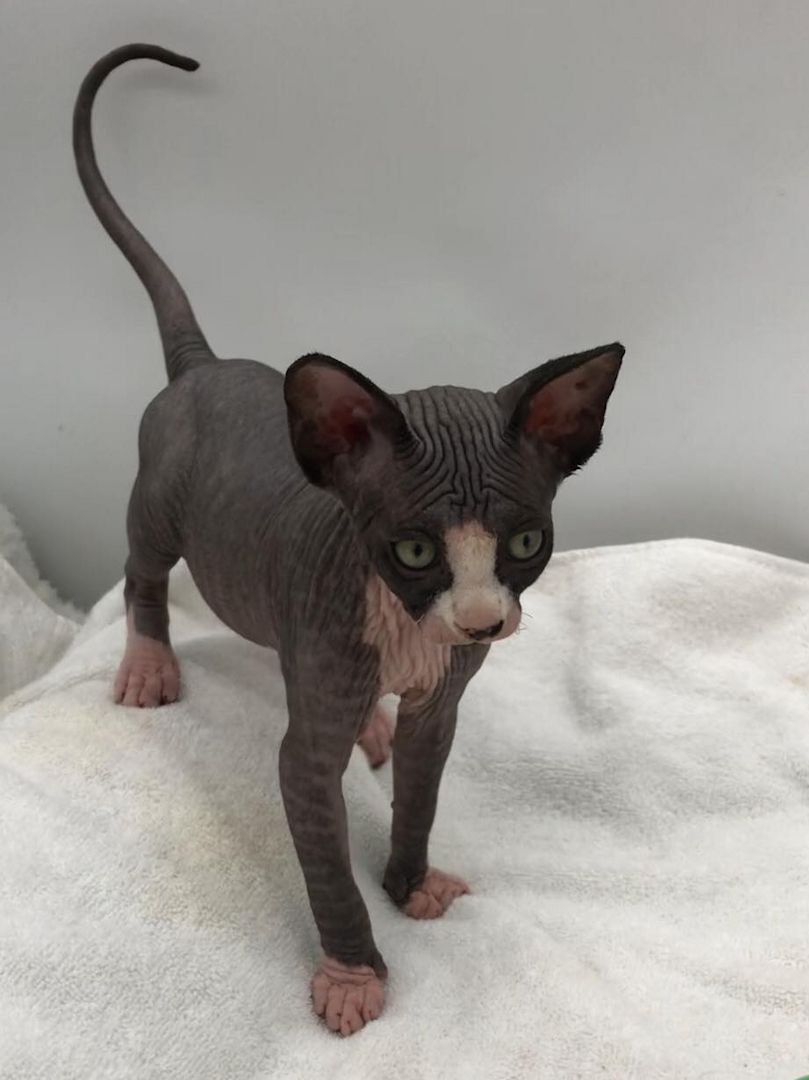 2 süße Sphynx Kätzchen zu verschenken