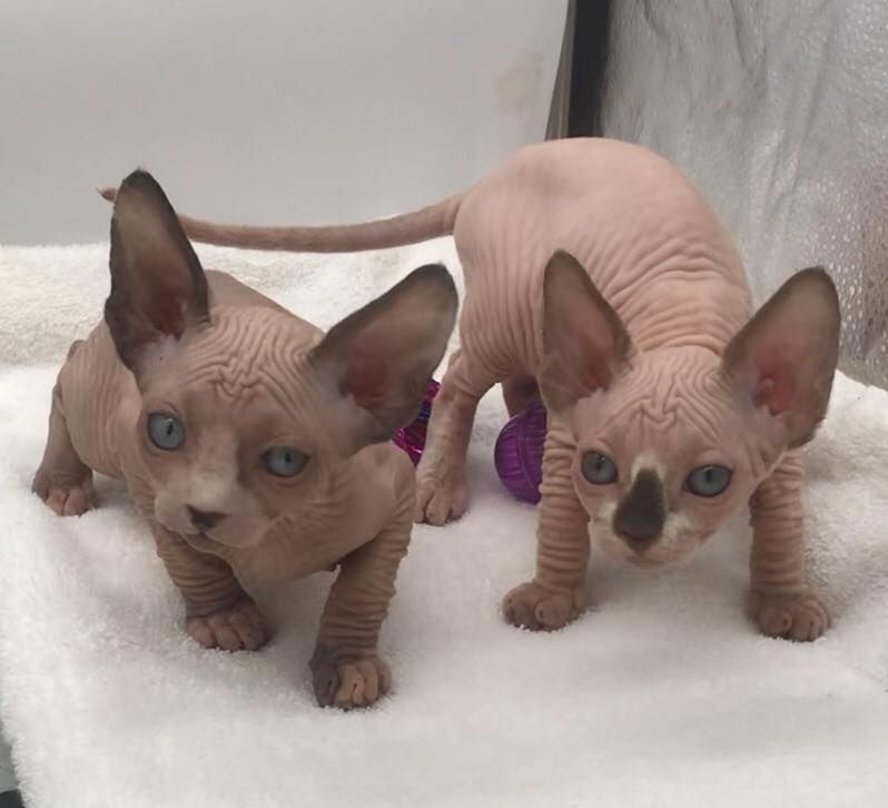 2 süße Sphynx Kätzchen zu verschenken