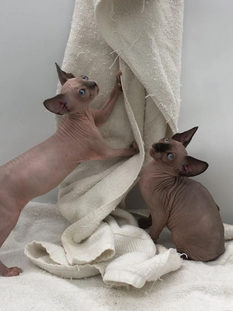 Sphynx-Kätzchen suchen ein liebevolles Zuhause Sphynx-Kätzchen suchen ein liebevolles Zuhause