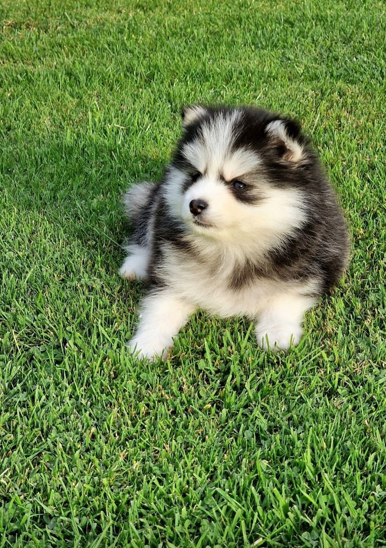 Pomsky F3 Toy & Mini Bärchentyp Puppengesicht