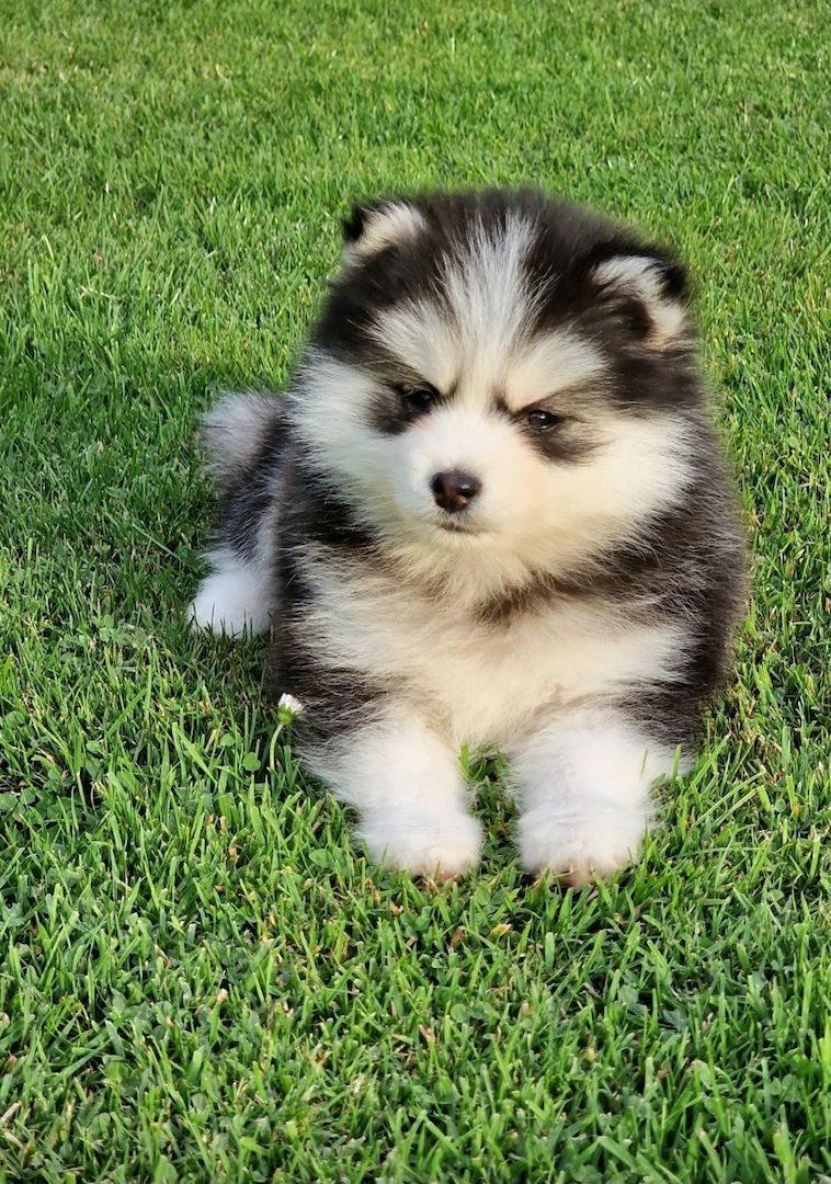 Pomsky F3 Toy & Mini Bärchentyp Puppengesicht