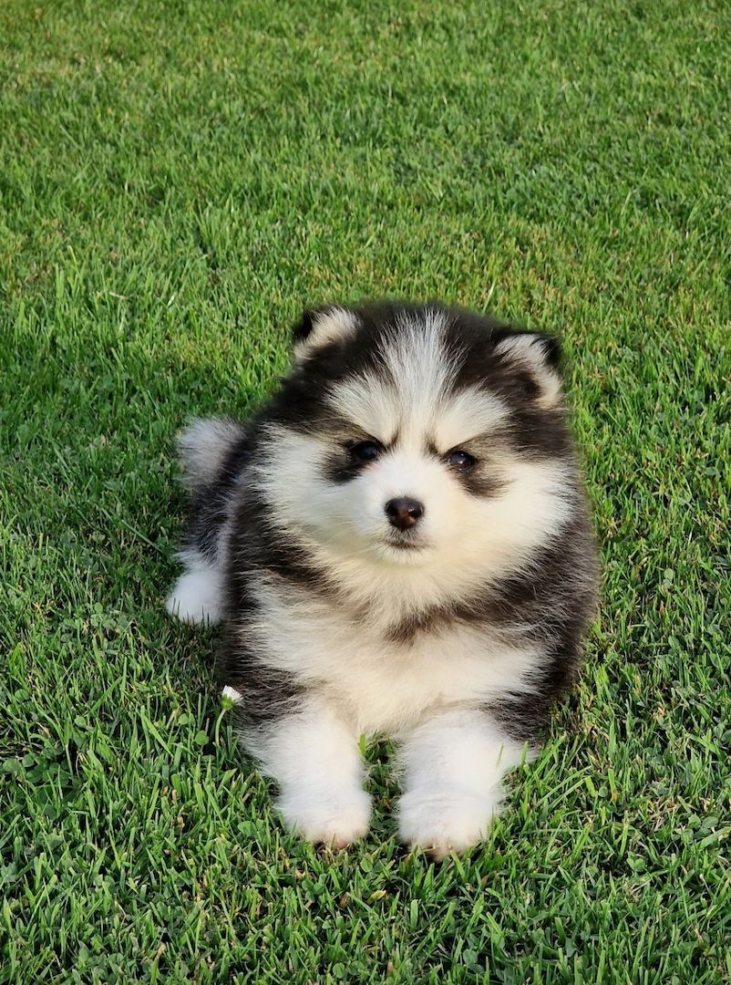 Pomsky F3 Toy & Mini Bärchentyp Puppengesicht