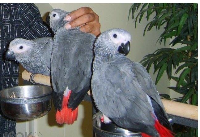 Graupapageien mit Papieren 