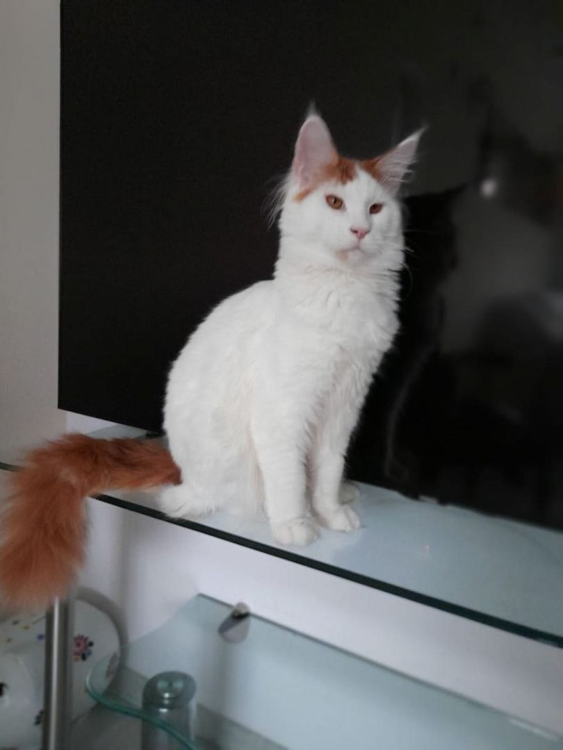 Süße Maine Coon Kätzchen suchen ein neues Zuhause