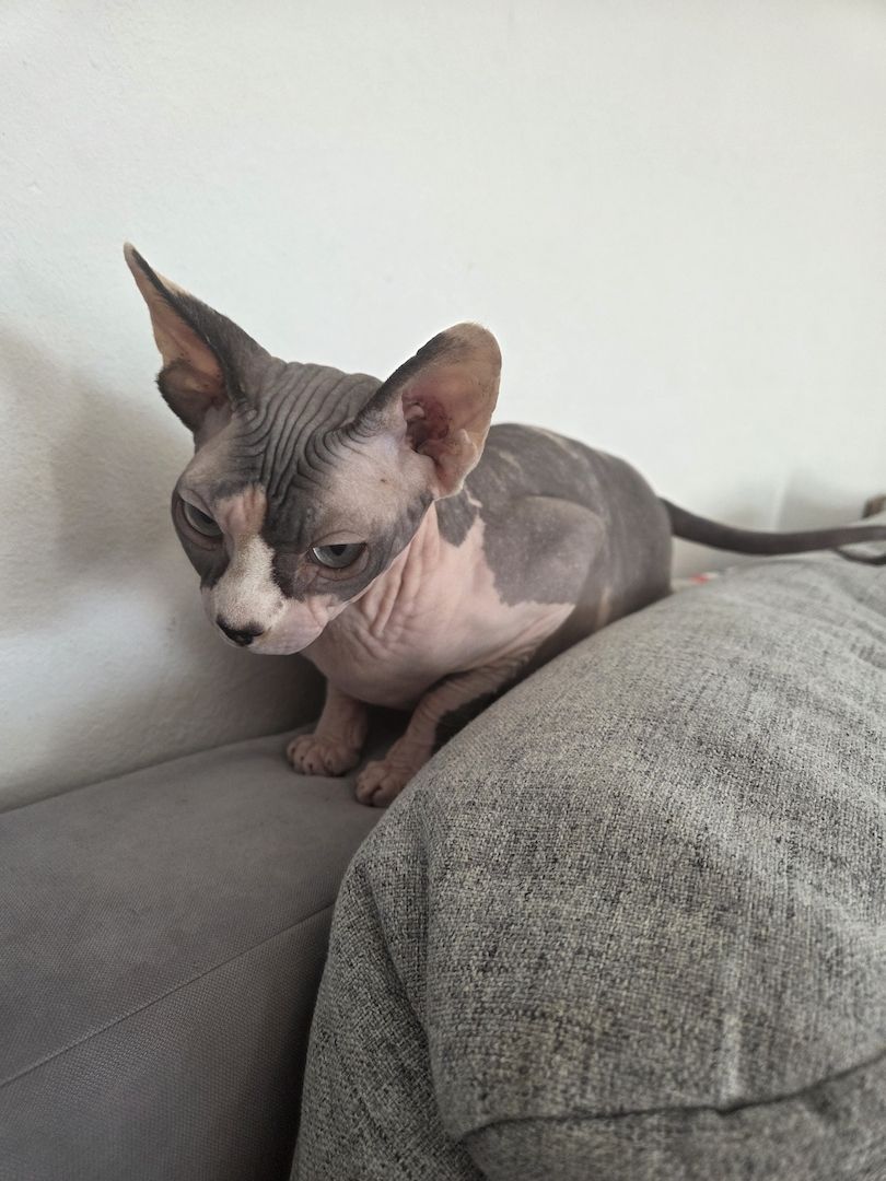 Deckkatter Sphynx gesucht Deckkatter Sphynx gesucht