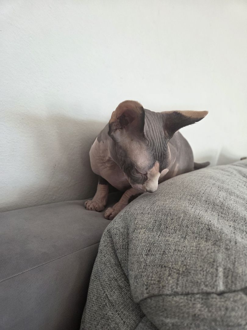 Deckkatter Sphynx gesucht Deckkatter Sphynx gesucht