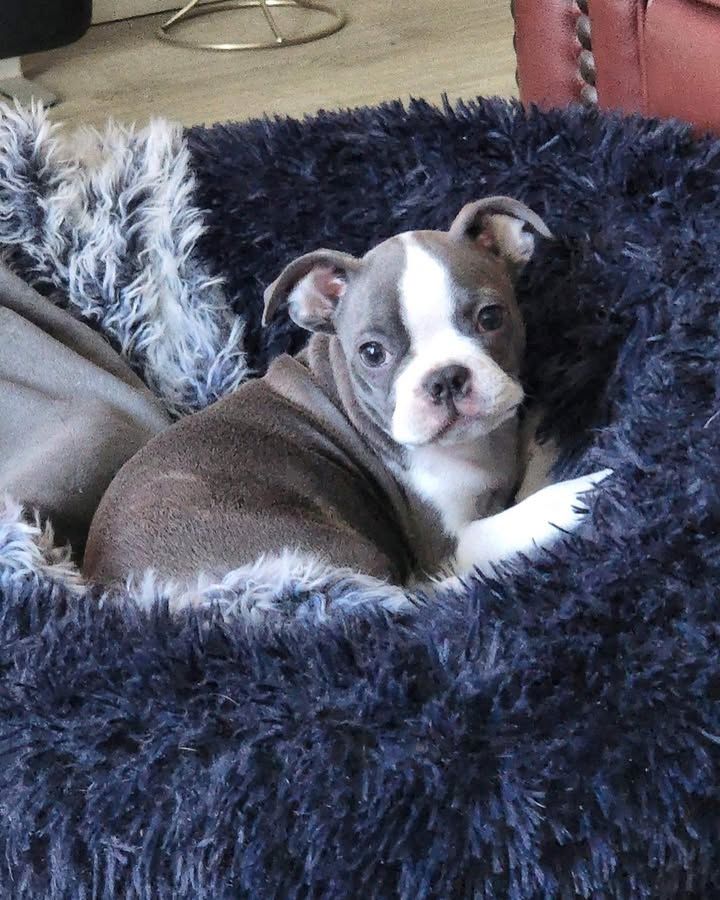 Süßer und verspielter Boston Terrier Welpe sucht ein neues Zuhause! Süßer und verspielter Boston Terrier Welpe sucht ein neues Zuhause!