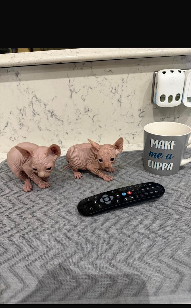 2 wunderschöne cremefarbene kanadische 2 wunderschöne cremefarbene kanadische