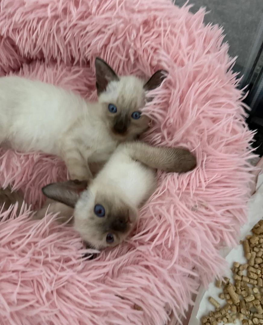 Zwei männliche Seal Point Siam Kätzchen