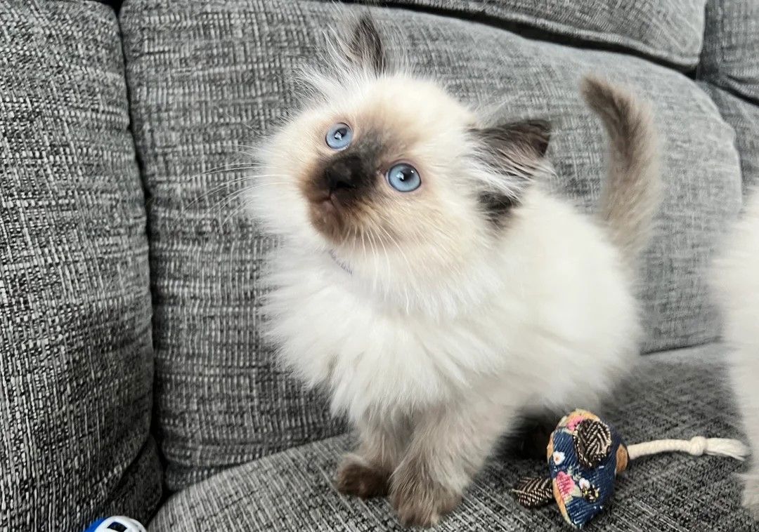 Atemberaubende sibirische Neva Masquerade-Babys