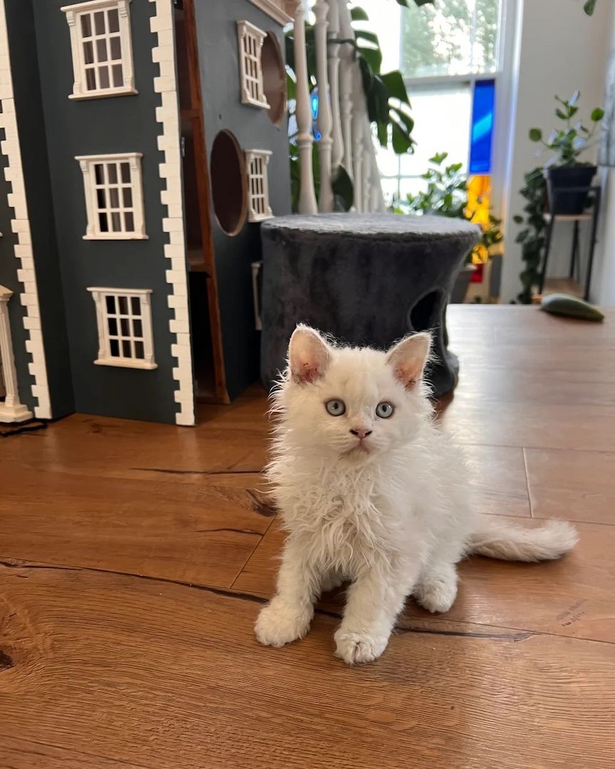 wunderschöne Selkirk Rex Kätzchen