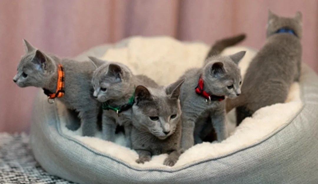 wunderschöne Russisch Blau Kätzchen wunderschöne Russisch Blau Kätzchen