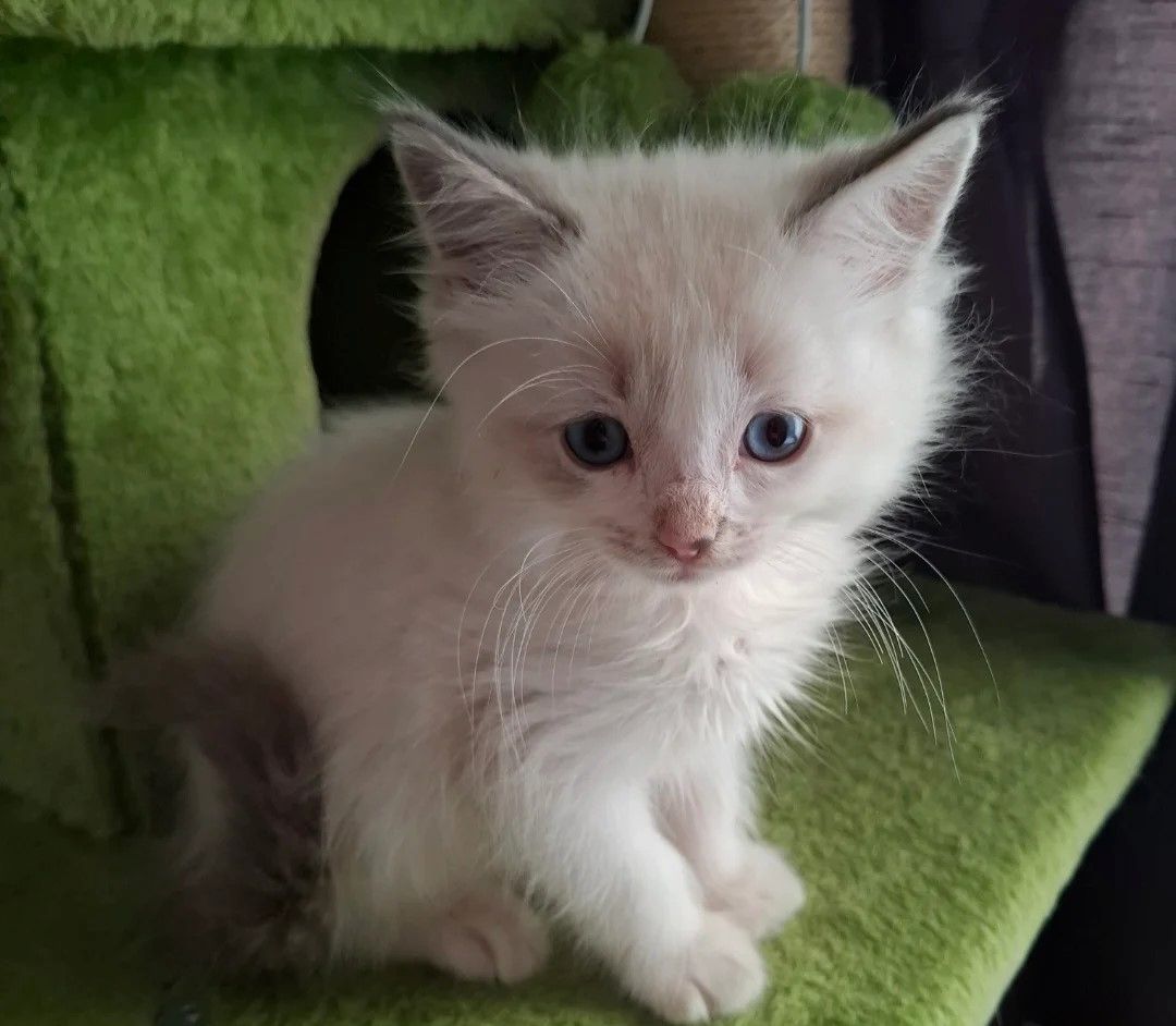 Wunderschöne reine Ragdoll-Kätzchen