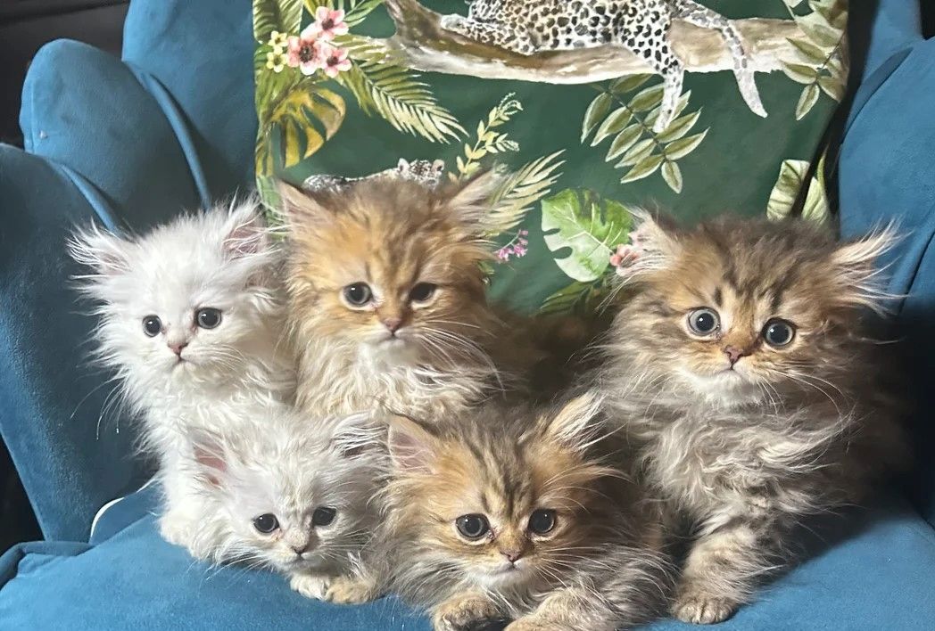 5 wunderschöne Chinchilla-Perser-Kätzchen