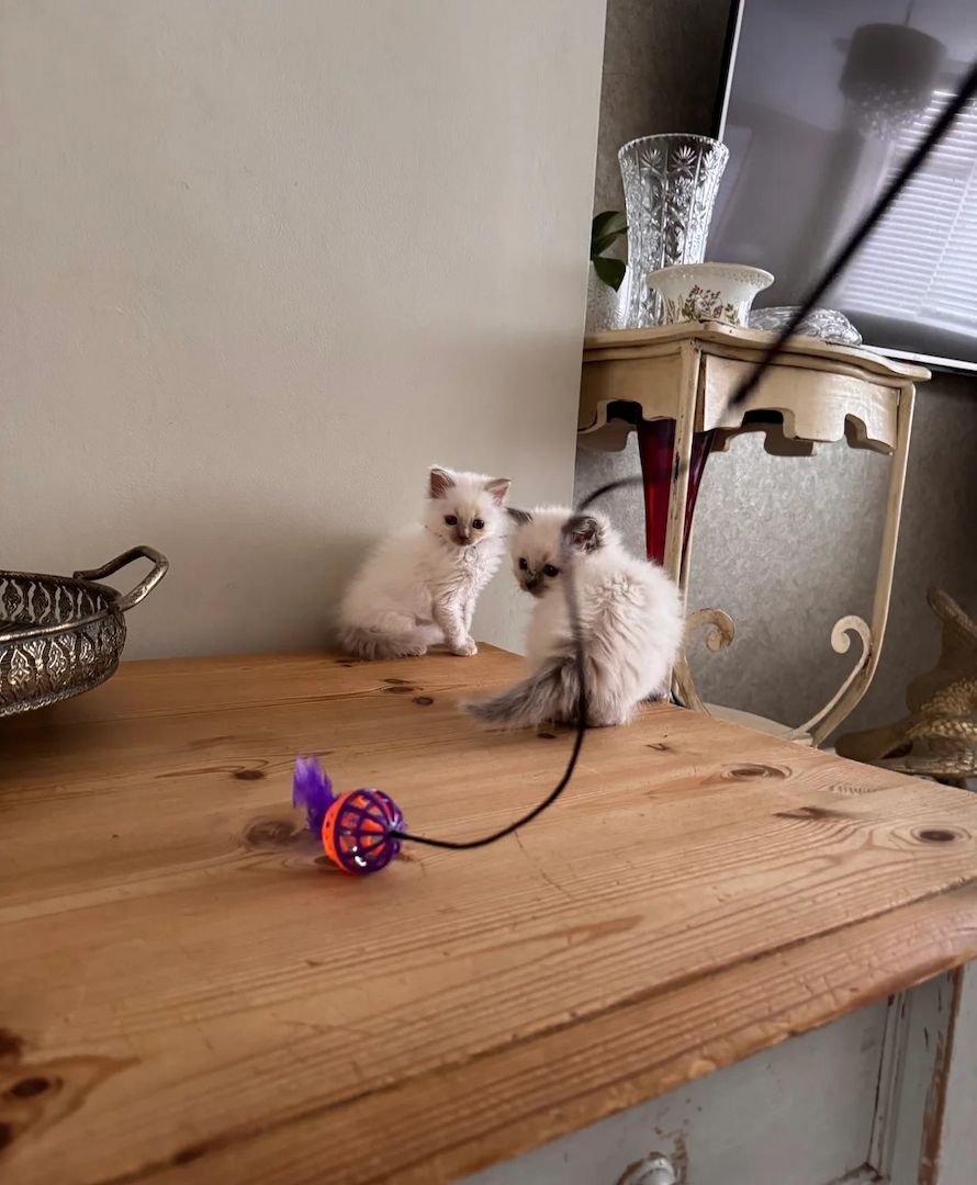 wunderschöne Birma-Kätzchen zu verkaufen